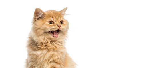 British longhair kitten meowing on white background