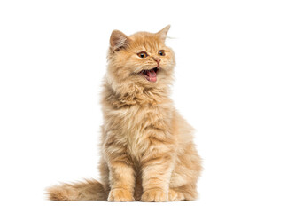 British longhair kitten meowing and sitting on white background