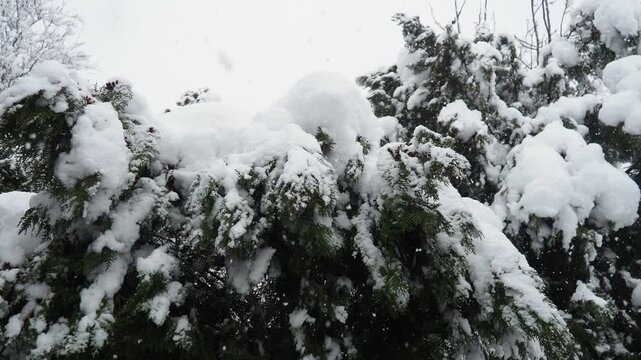 Thuja, Thuya or Life Tree, genus of coniferous gymnosperms in cypress family Cupressaceae. Horticulture as ornamental foliage plant. Snow-covered pine trees under heavy canopy. Winter storm in Serbia.
