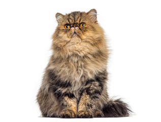 Persian cat sitting and looking up with a curious expression on white background