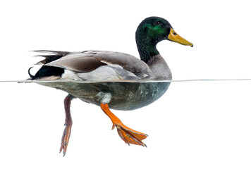 Mallard duck swimming in water on white background