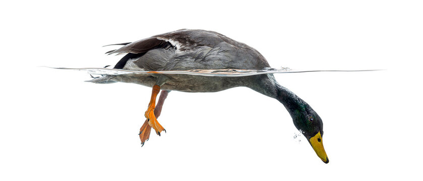Duck dabbling in water with head submerged feeding