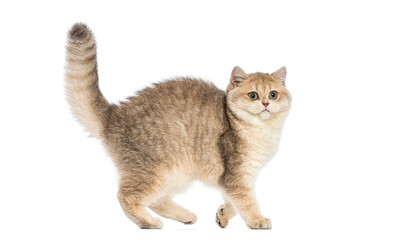 British shorthair cat walking with tail up on white background