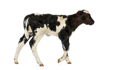 Young black and white calf walking on white background © Eric Isselée