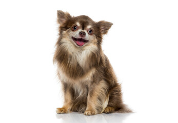 Long haired chihuahua sitting smiling on white background