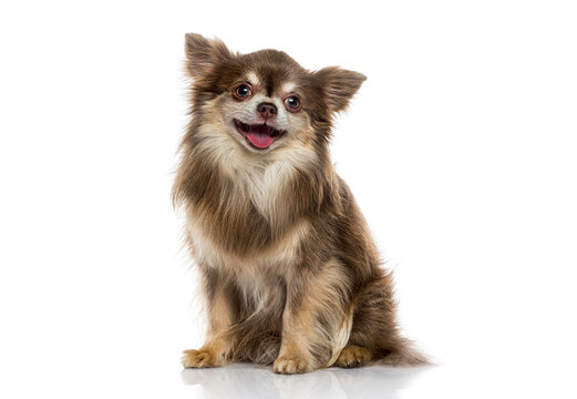 Long haired chihuahua sitting smiling on white background
