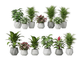 Obraz premium Collection of various indoor plants in geometric planters