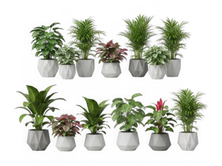 Collection of various indoor plants in geometric planters