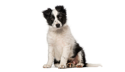 Obraz premium Border collie puppy sitting looking forward on white background