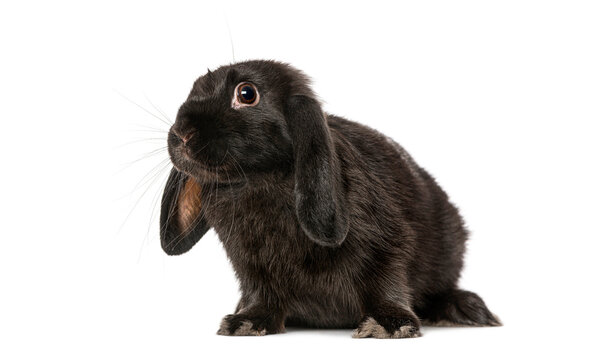 Black lop eared bunny sitting on white background