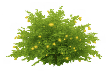 Green shrub blooming with bright yellow flowers and vibrant foliage, spring garden plant, transparent background