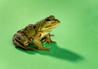 Obraz premium Green frog sitting on plain studio background