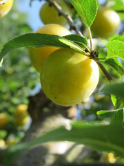 Zbliżenie na owoce śliwki mirabelki © Kumulugma