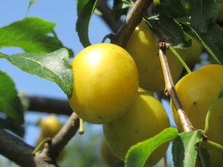 Zbliżenie na owoce śliwki mirabelki © Kumulugma