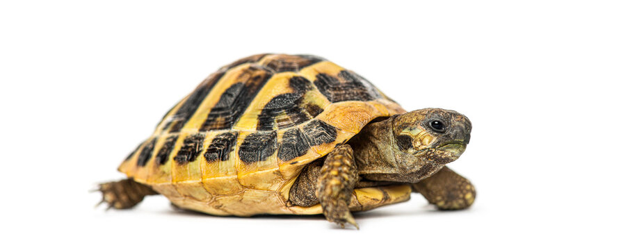 Tortoise walking on white background looking forward