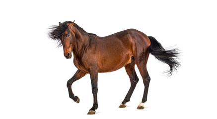 Bay horse trotting with mane flowing on white background © Eric Isselée