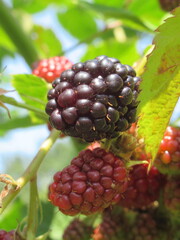 Zbliżenie na dojrzewające owoce jeżyny © Kumulugma