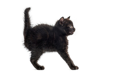 Playful black kitten walking and looking away on white background