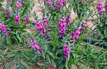 Pink forget-me-nots in the garden.