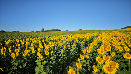 Fototapeta premium Sunflower field. Agriculture, sunflower seeds growing concept. Blooming sunflower field
