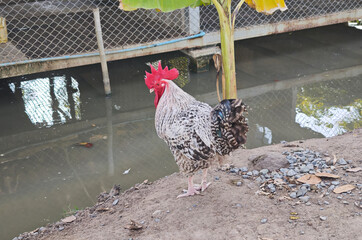 The chicken is standing by the pond.