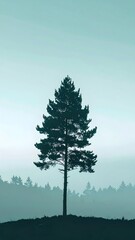 Solitary Pine Tree Silhouette Against Pale Blue Foggy Forest Landscape Scenery