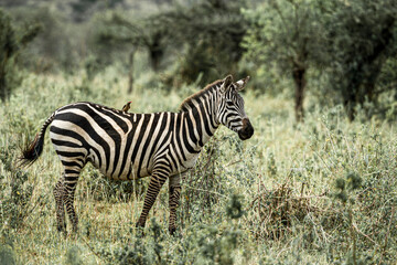 Zebra carrying a red billed oxpecker on its back in the african savanna