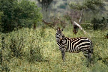 Plains zebra enjoying the savanna landscape in africa