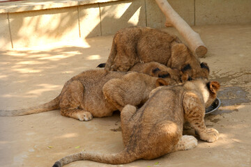 lion cubs in zoo eating © ahsan