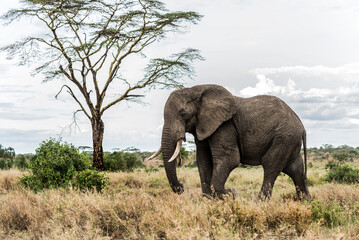 Large male elephant walking in the african savanna near an acacia tree
