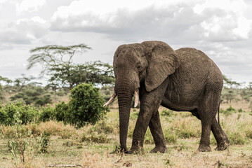 Large male african elephant walking in the savannah during cloudy day