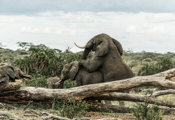 Elephants mating in the african savanna with cloudy sky