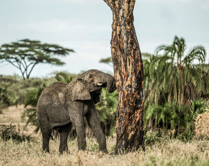 Young african elephant is scratching its trunk against a tree in the savannah, Serengeti, Tanzania, Africa