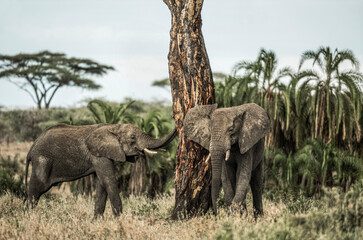 Two african elephants scratching on a tree in the savannah
