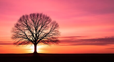 Solitary Tree at Sunset.