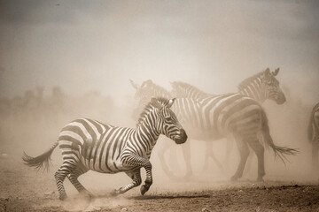 Zebra running in dust cloud with herd of zebras in background