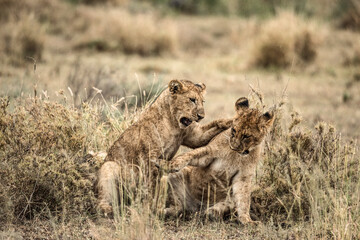 Two lion cubs playing in the african savanna