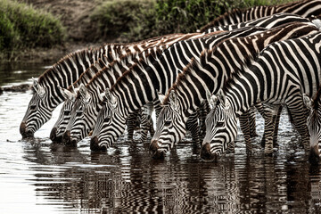 Herd of zebras drinking together in a waterhole, forming a line