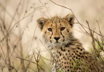 Close-up of a Young Cheetah, Serengeti, Tanzania