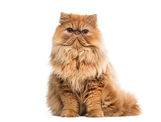 Persian cat sitting and posing on white background