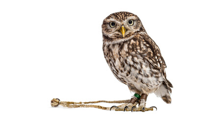 Little owl athene noctua standing on white background