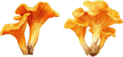 2 sets of golden chanterelle mushrooms with clipping path