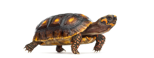 Red footed tortoise walking on white background