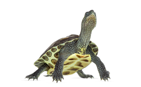 Turtle craning neck looking up on white background