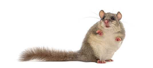 Obraz premium Edible dormouse standing up on white background