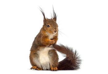 Fototapeta premium Red squirrel standing on white background looking away