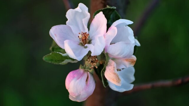 White and pink petals of blooming apple tree flowers swaying in the wind on a blurred background, close-up front view. Blossoming orchard. Concept of pollination problem. Beauty in nature. 4k footage.