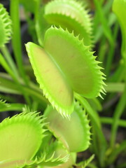 Zbliżenie na pułapki rośliny z gatunku dionaea © Kumulugma