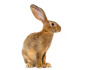 Obraz premium Brown rabbit sitting side view on white background