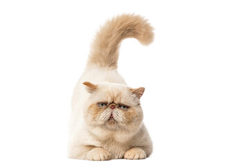 Persian cat lying down with tail up on white background